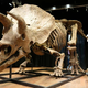 La encargada de la subasta Violette Stcherbatcheff gesticula junto al esqueleto de triceratops más grande del mundo, durante la subasta el 21 de octubre de 2021 en París, Francia